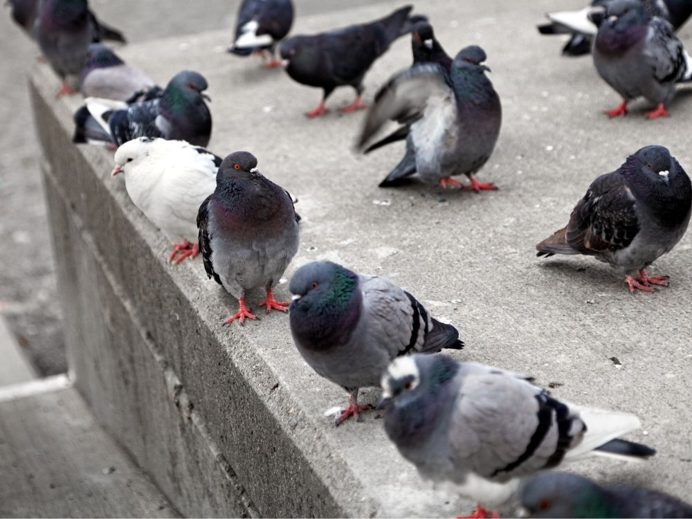control de palomas en edificios