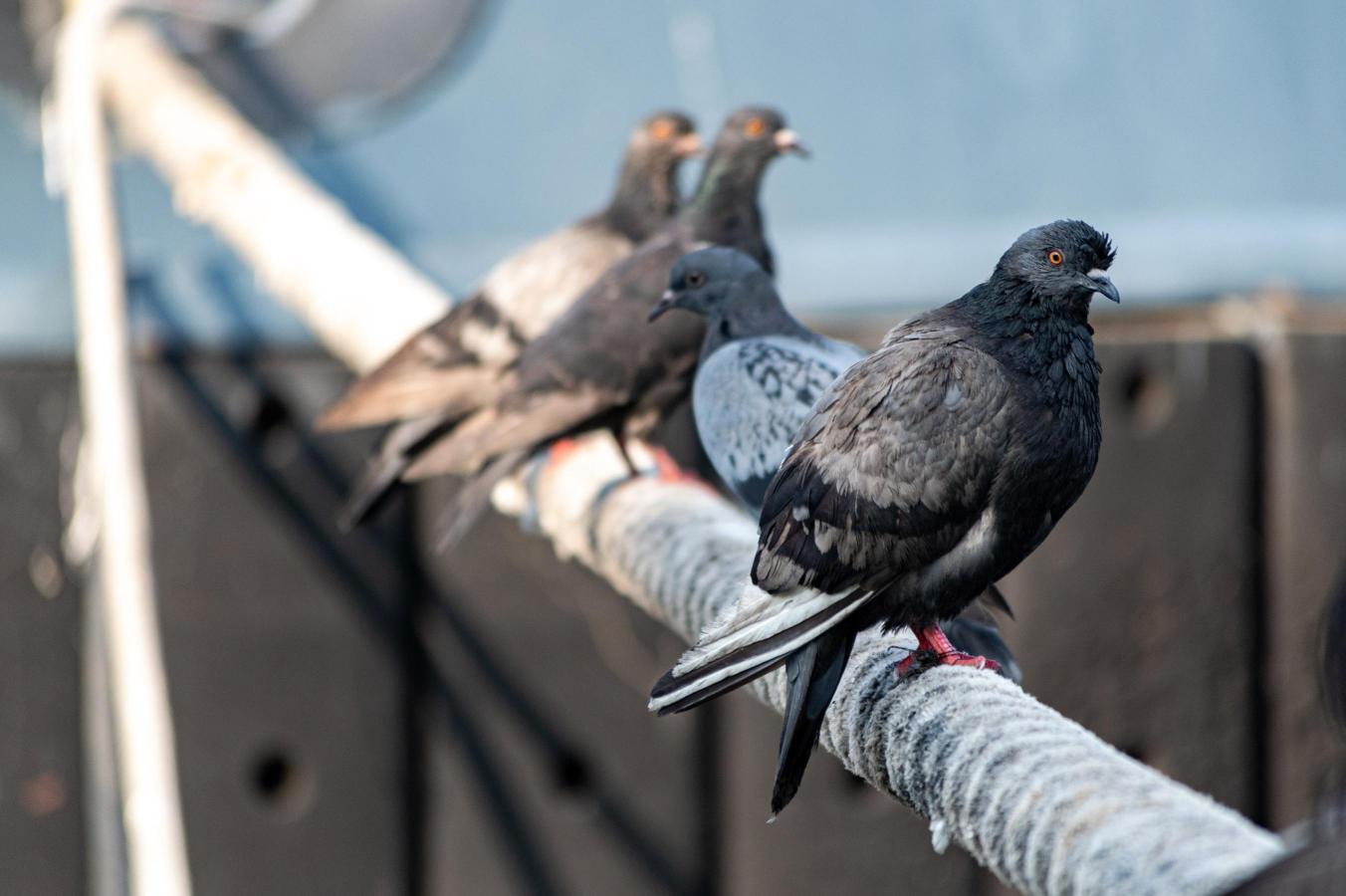 donde denunciar plaga de palomas